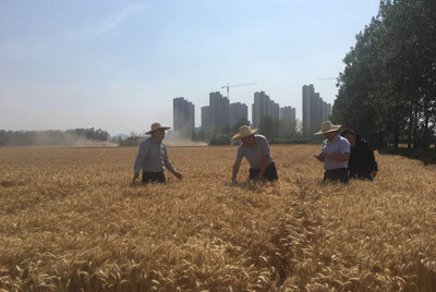 皖墾種業(yè)總經(jīng)理夏獻(xiàn)鋒赴淮南農(nóng)場、壽西湖農(nóng)場督導(dǎo)種子生產(chǎn)和午收夏種工作