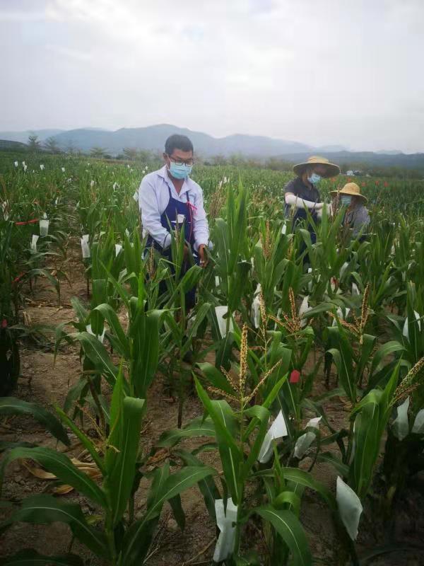 戰(zhàn)“疫”期，皖墾種業(yè)科研團隊堅守育種一線