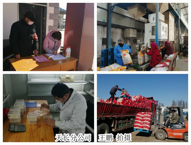 皖墾種業(yè)分公司戰(zhàn)疫情、抓生產(chǎn)、促經(jīng)營