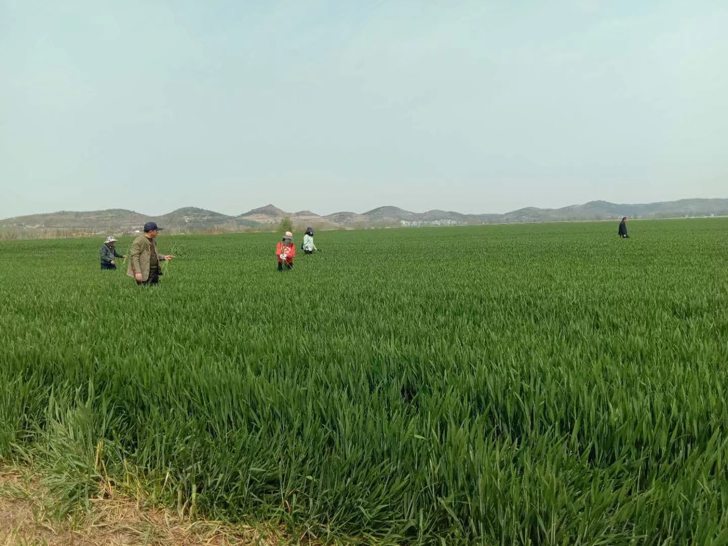 皖墾種業(yè)毛集分公司多措并舉，狠抓小麥良繁田管理