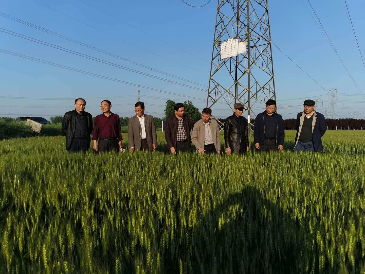 江蘇里下河農(nóng)科院研究員張家宏考察皖墾種業(yè)淮南分公司小麥良種繁育生產(chǎn)