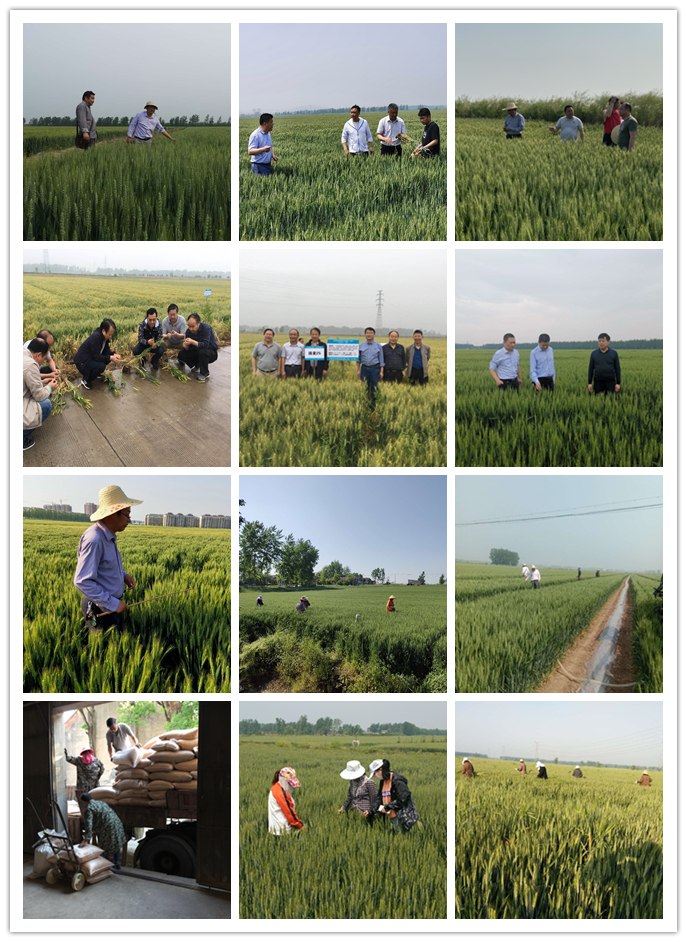 “五一”勞動(dòng)節(jié)，種業(yè)在行動(dòng)