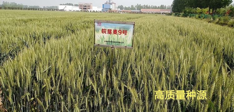 明光分公司：“四級聯(lián)動(dòng)”抓種源質(zhì)量