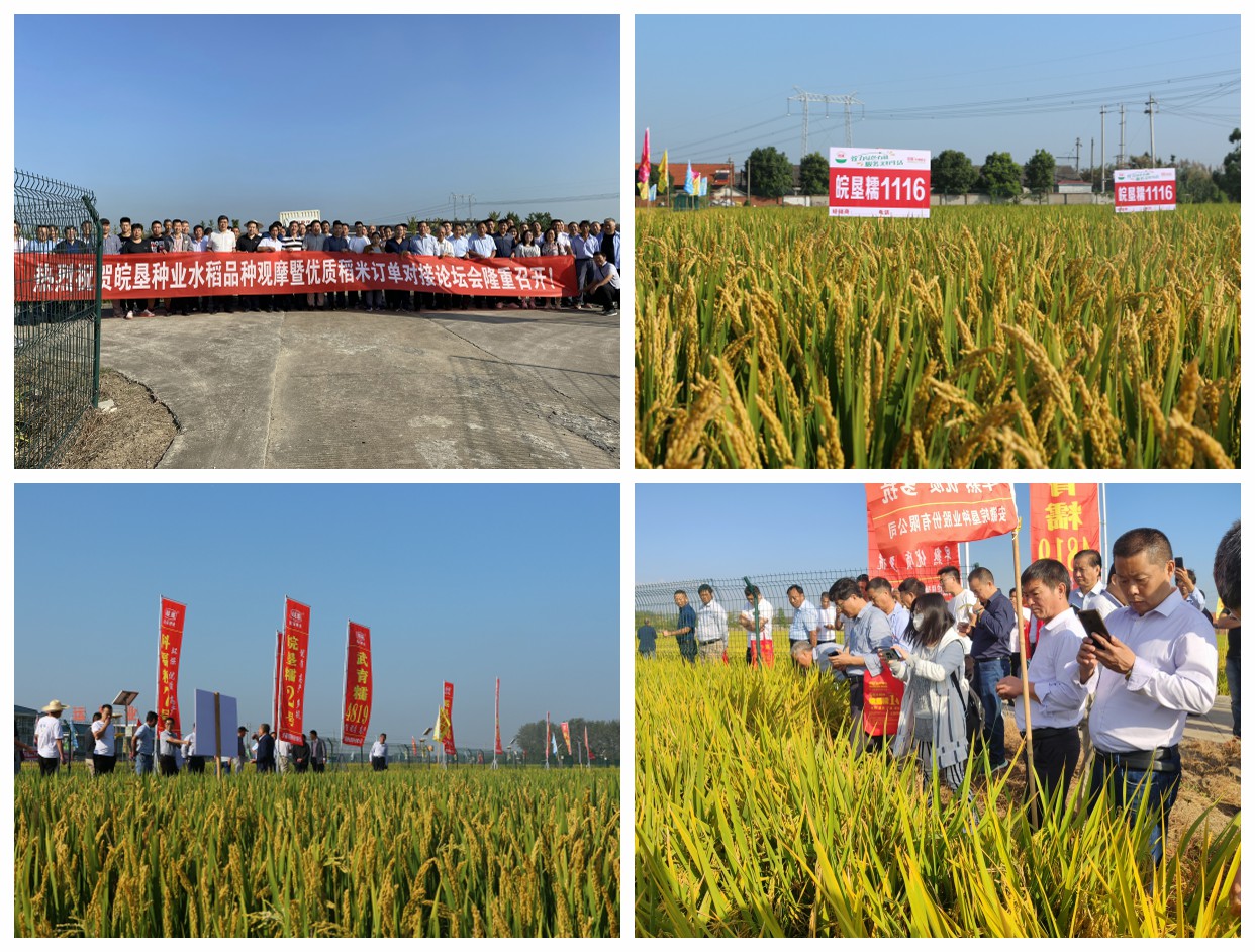 皖墾種業(yè)召開晚粳水稻新品種觀摩暨優(yōu)質(zhì)水稻訂單論壇會