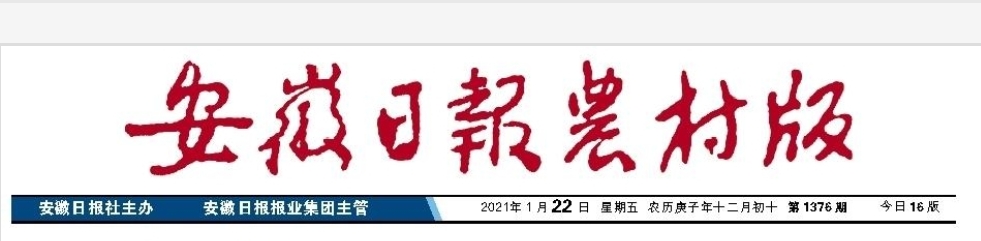 品質(zhì)過硬！皖墾糯稻品種備受青睞